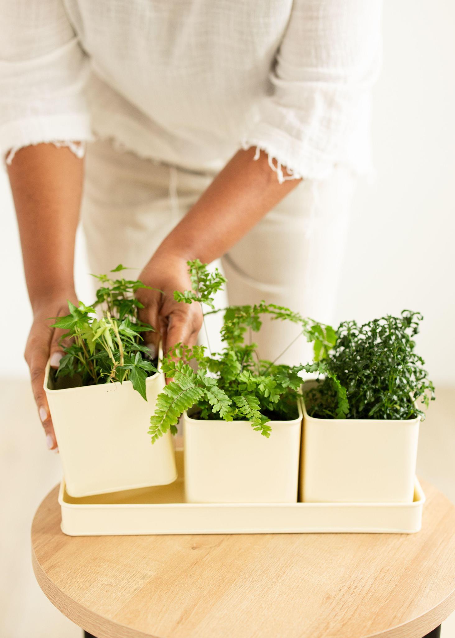 Window Planter Trio + Tray