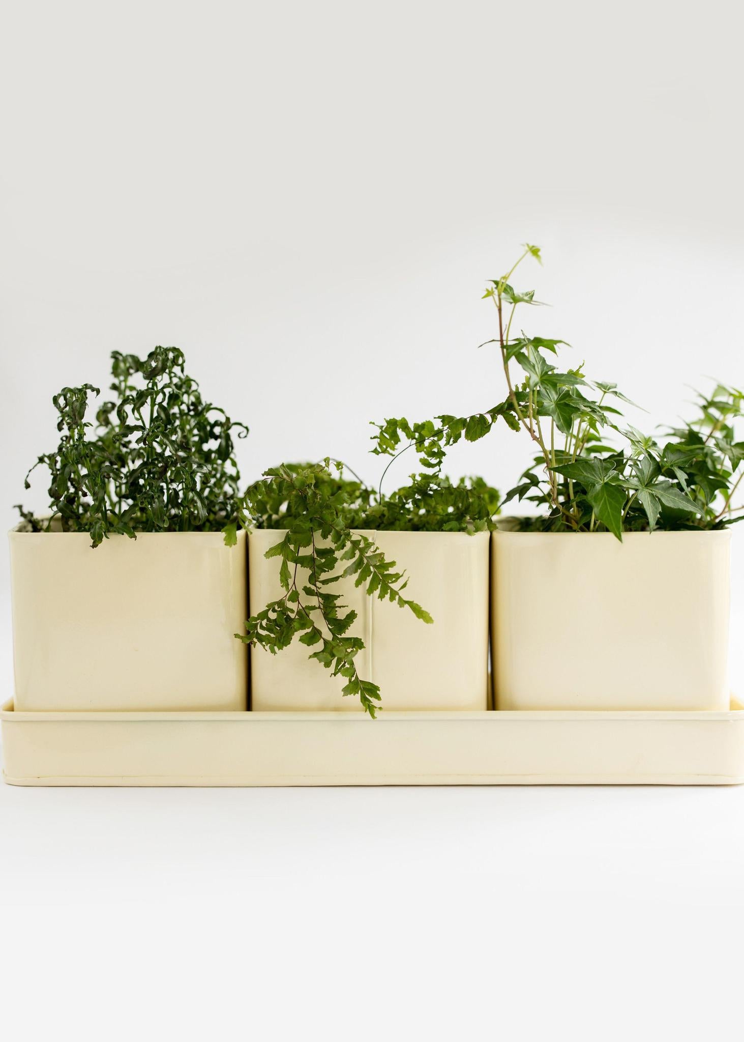 Window Planter Trio + Tray