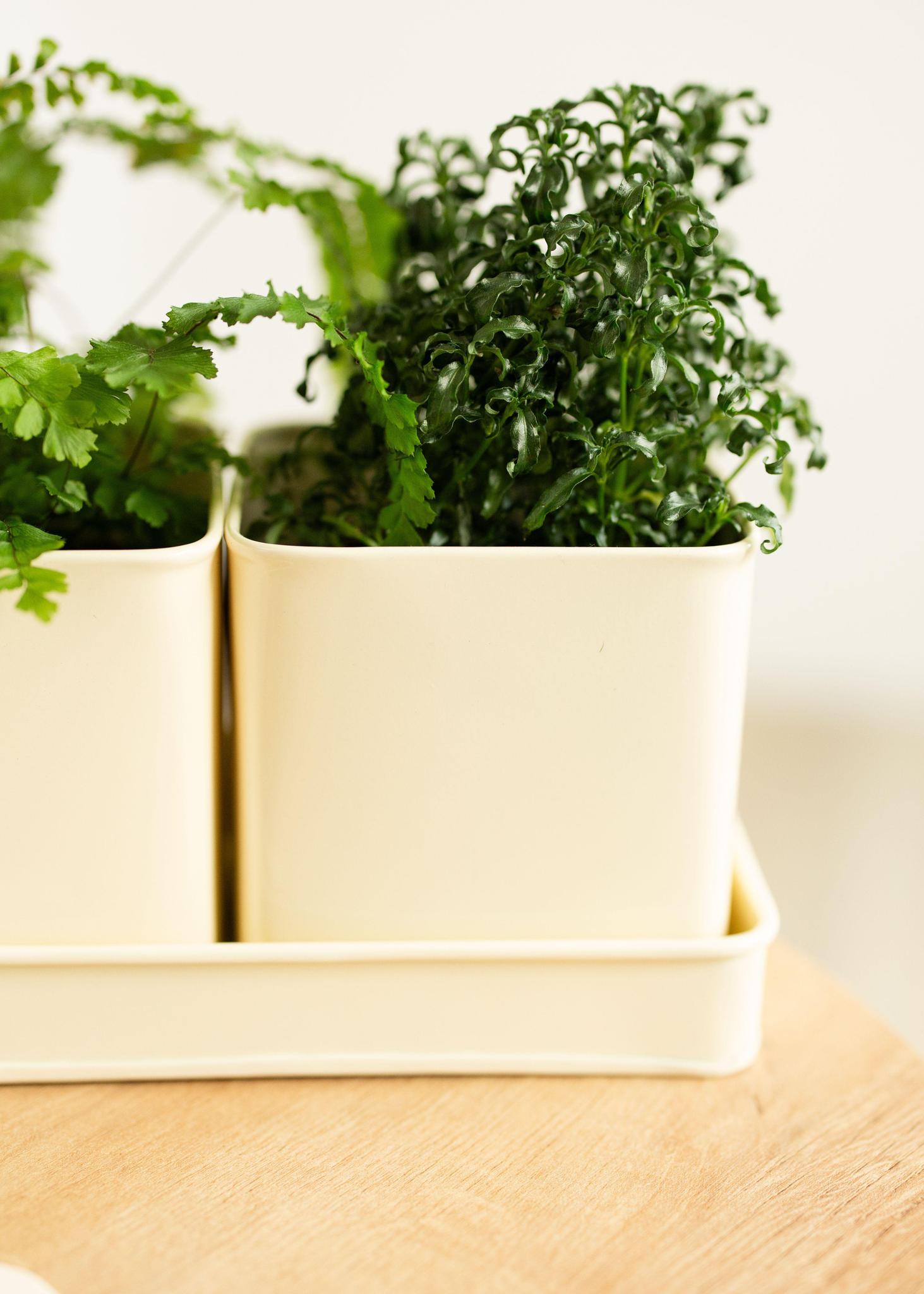 Window Planter Trio + Tray